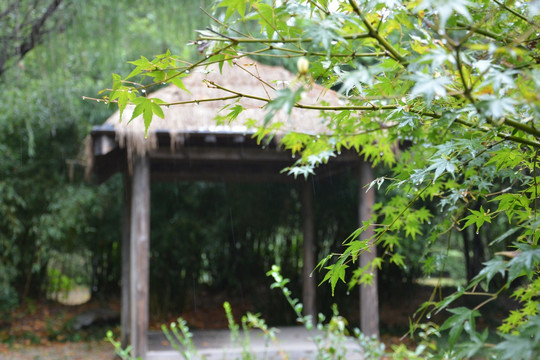 雨中风景