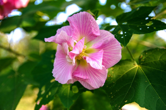 芙蓉花