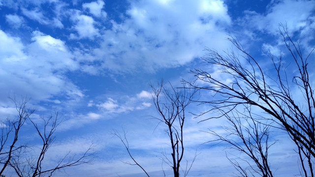 蓝天树杈