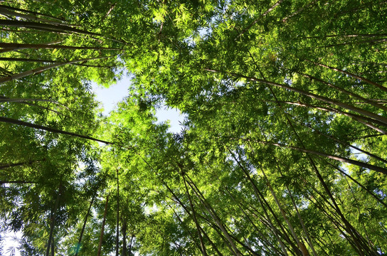 竹林 天空