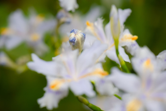 鸢尾花