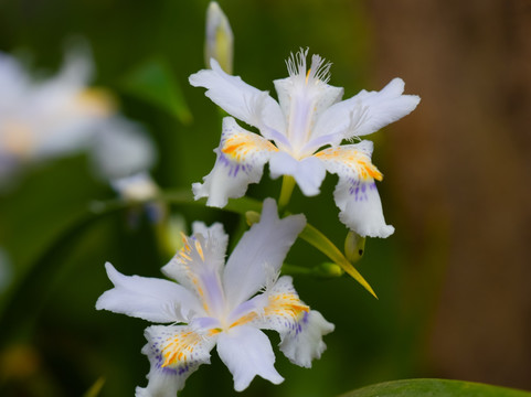 鸢尾花