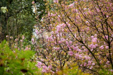 花树