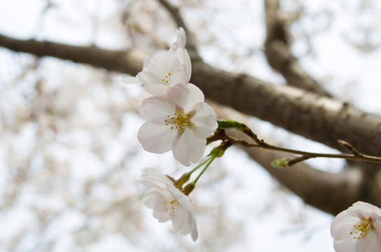 梅花