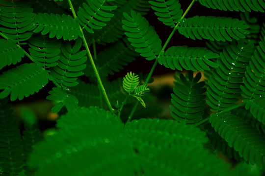 绒花树