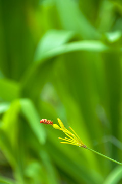 花枝含苞