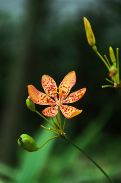 射干花枝