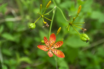 射干鲜花