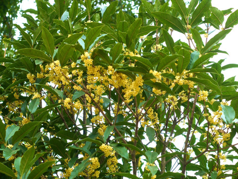 桂花树