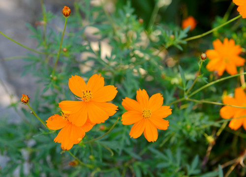 黄色菊花