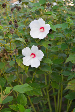 木芙蓉花