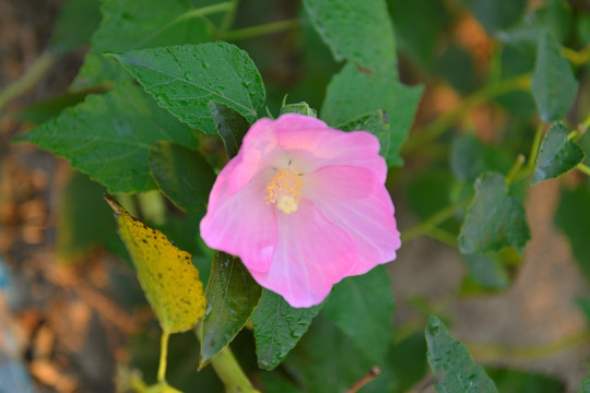 木芙蓉鮮花