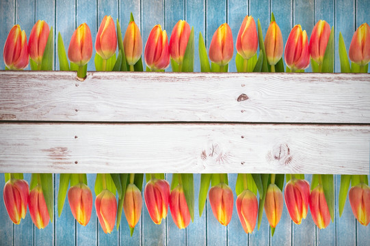 郁金香的花朵在木板