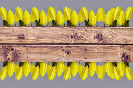 黄色的郁金香在木板背景