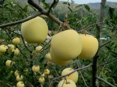 金帅苹果黄苹果