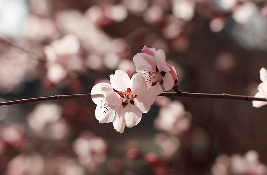 春天桃花开