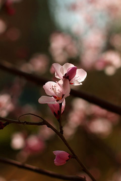 春天桃花开