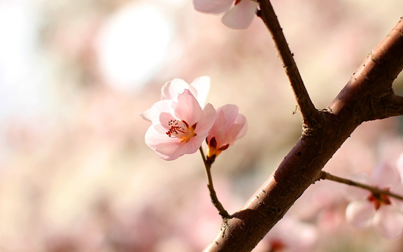 春天桃花开