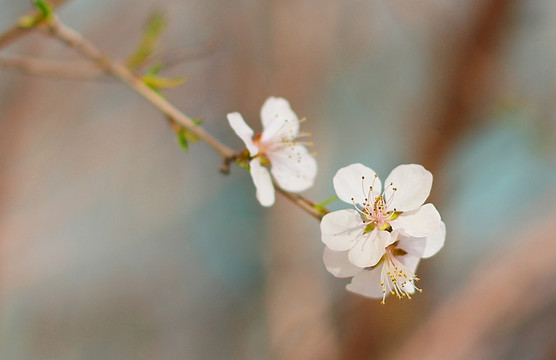 春天桃花开