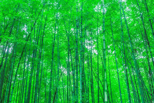 竹子 竹林