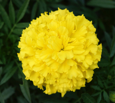 黄色绣球菊