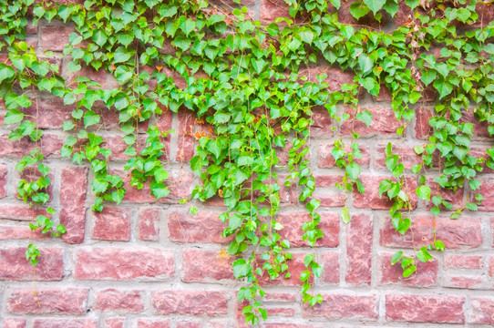植物背景墙实拍