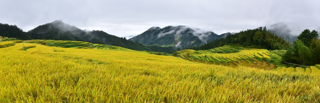 高山稻田