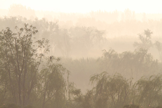 晨雾 湿地雾景