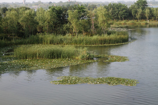 马踏湖湿地公园