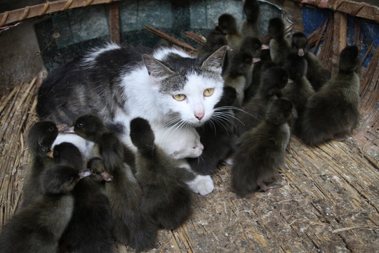 雏鸭 小猫