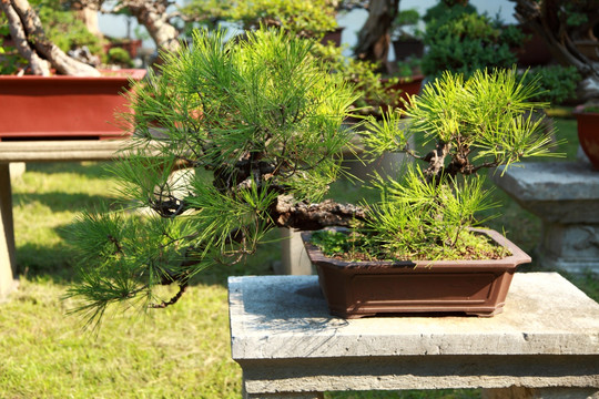 苏州 虎丘 植物园