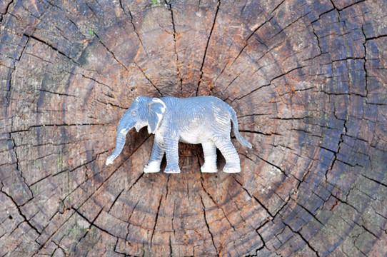 树根年轮 大象