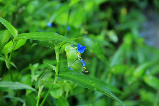 花草