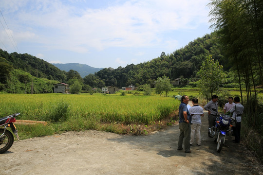 干部下田头