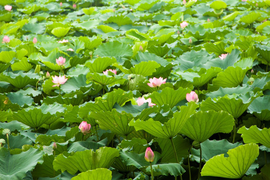 荷花池