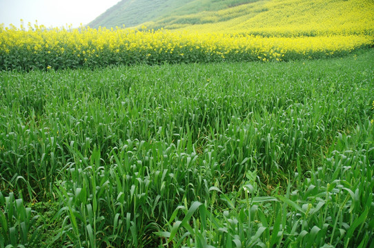 麦苗青来菜花黄