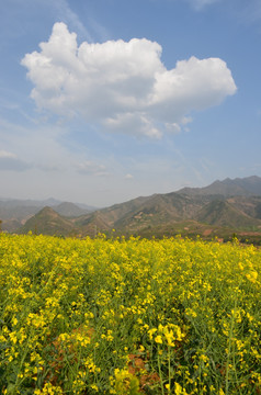 油菜花开