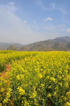 油菜花开