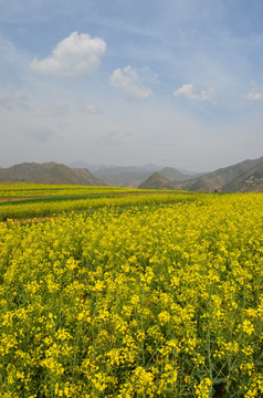 油菜花开