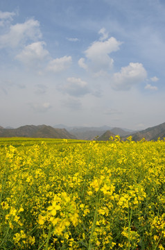 油菜花开