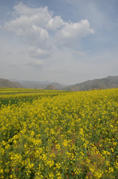 油菜花开