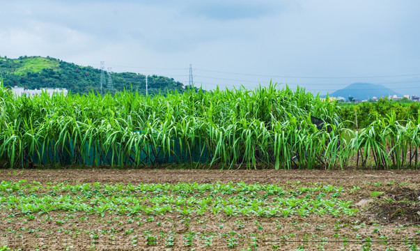 甘蔗 田地 农田