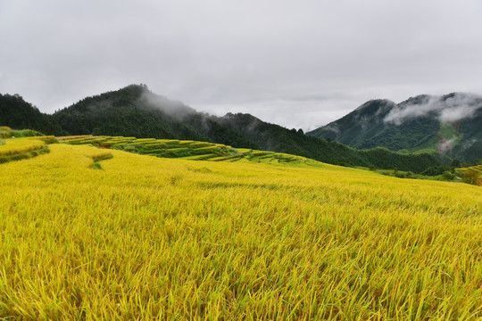 稻田水稻