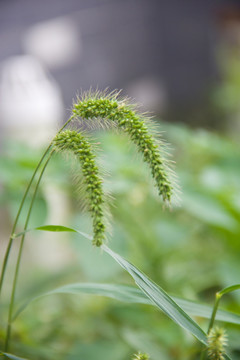 狗尾巴草