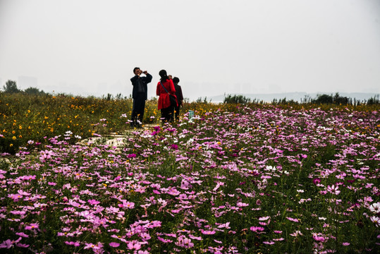 花海花海