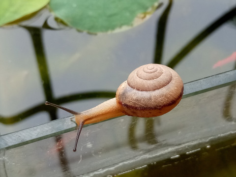 小蜗牛