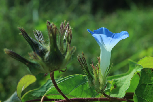 牵牛花