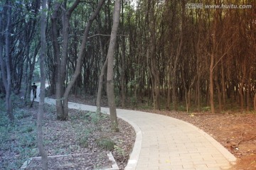 林中蜿蜒的小路