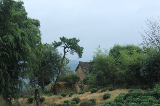 山村小屋 松树 竹子 茶树