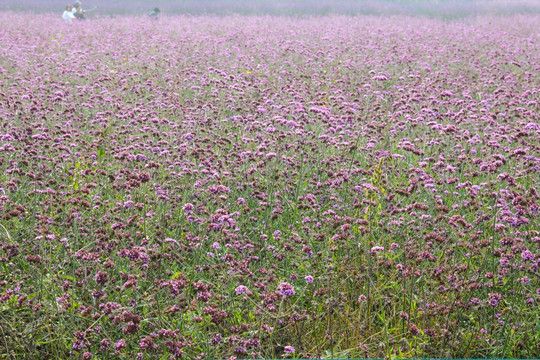 柳叶马鞭草 紫色花海